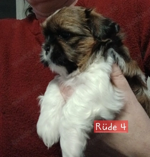 Welpen Shih Tzu 