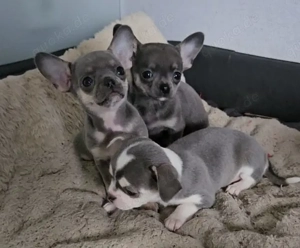 Süße kleine Chihuahua Hündin sucht Familie 