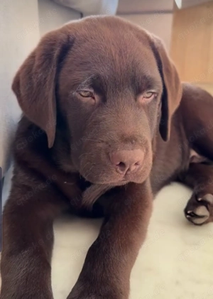 Labrador Retriever verfügbar