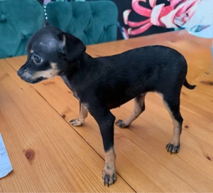 Russkiy Toy Welpen (nur noch Hündin da)!