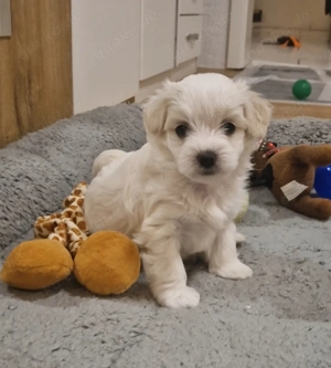 Maltipoo F1 Verpaarung Malteser Toypudel Zwergpudel 