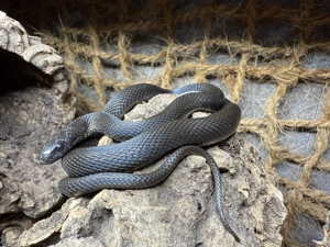 Weibliches Dionenatter Paar (Elaphe dione)   06 2023   melanistisch & rotgestreift   topfit, handzah