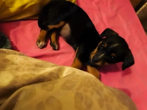 Bildhübsche Kokonimix Hündin ca 4 Monate 