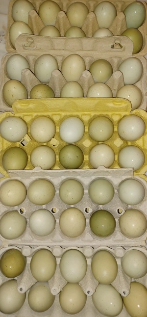 Bruteier reinrasssige Silverudds Blä (SKF) Bild 6