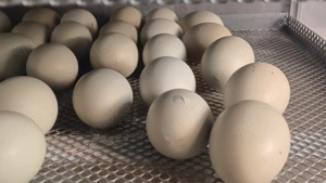 Bruteier reinrasssige Silverudds Blä (SKF) Bild 2