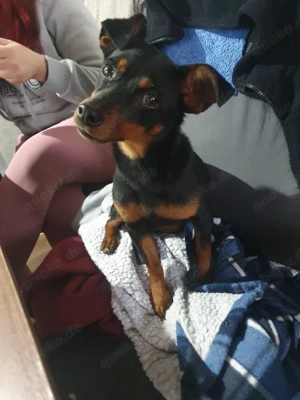 Pinschermix Hündin ca 11 Monate 