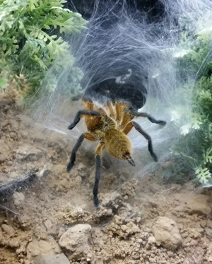 1.0 Goldene Pavianspinne - Harpactira pulchripes RH