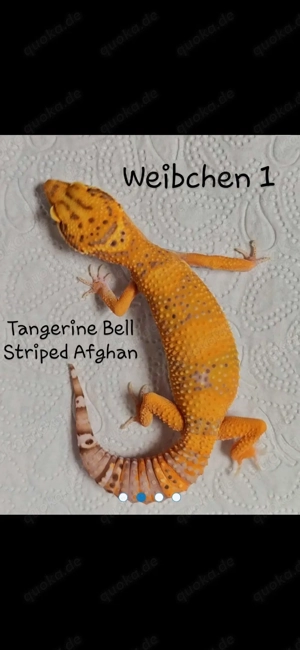 Leopardgeckos M+W in verschiedenen Farben zu verkaufen