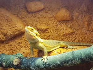 Bartagame (männlich, ca. 4,5 Jahre)   gesund, aktiv & winterruheerfahren   kostenlos abzugeben