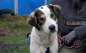 Liebenswürdige Solana sucht Familienanschluss