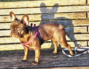 französische bulldoge Blau Bild 3