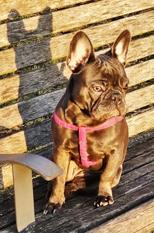 französische bulldoge Blau Bild 4