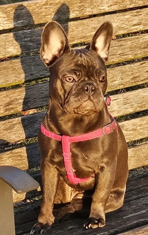 französische bulldoge Blau Bild 2