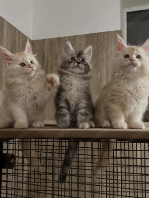 Maine-Coon-Kätzchen suchen ein liebevolles Zuhause