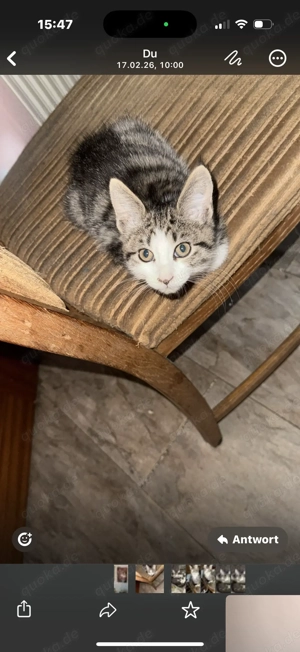 Wunderschöne Englische Langhaar Main coon Kitten zu verkaufen