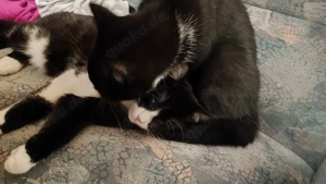 Schwarz weiß Persermix Kitten