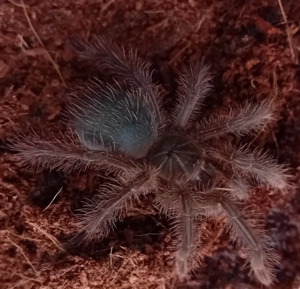 Goliath-Vogelspinne - Theraphosa blondi