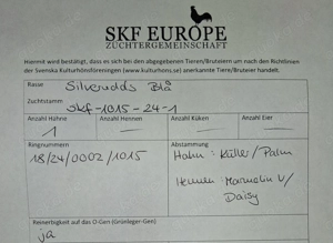 Bruteier reinrasssige Silverudds Blä (SKF)