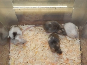 Farbmäuse Männchen