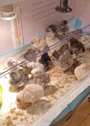 Bruteier reinrasssige Silverudds Blä (SKF) Bild 7