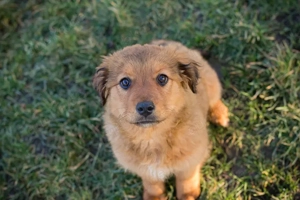 Welpe *MILLA* - Ich bin welpentypisch lieb, aktiv und unternehmungslustig