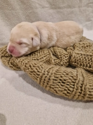 Labrador Welpen 