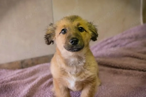 Welpe *TILLY* - Ich bin immer gut gelaunt und möchte ganz viel lernen