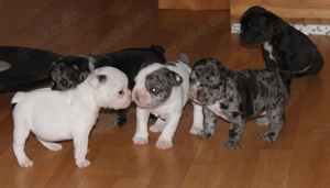 Französische Bulldogge Welpen