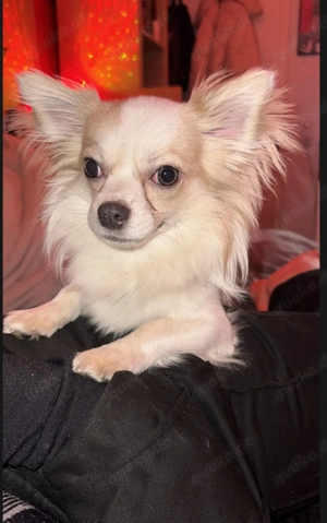 Chihuahua Rüde 11 Monate 