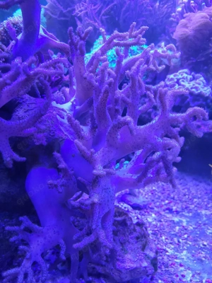 Sinularia rosa Fingerlederkoralle Aquarium Koralle Meerwasser Weichkoralle 