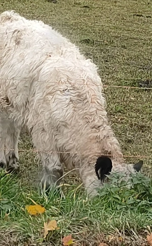 Färse Gelloway   Fleischrind