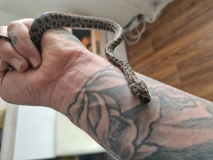 Gefleckter Zwergpython