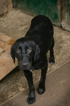 *LALEH* - Die Junghündin ist lebhaft, menschenbezogen und neugierig