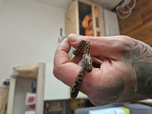 Gefleckter Zwergpython