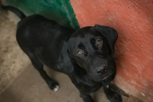 *LALEH* - Die Junghündin ist lebhaft, menschenbezogen und neugierig