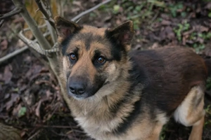 *QUINTO* - Der Rüde ist lieb, aktiv, menschenbezogen, sozial