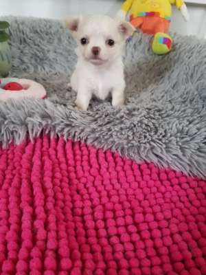 Chihuahua Welpen  in tolle Farben  lang +Kurzhaar 