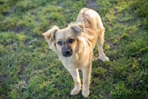 Chip-Nr. 264446 - Ich habe noch keinen Namen, und ein liebevolles Zuhause suche ich auch