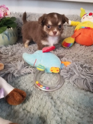 Chihuahua Welpen  in tolle Farben  lang +Kurzhaar 
