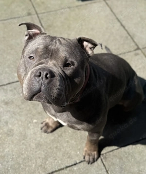 American Bully Standard Rüde 
