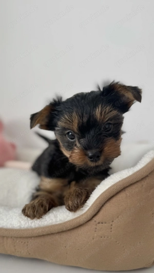 Yorkshire Terrier Mini