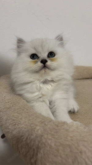 Britisch Langhaar Kitten