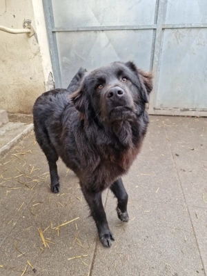 Bolt sucht sein Für-immer-Zuhause   