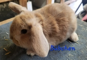 Süße Zwergwidder Zwergkaninchen  Mädchen und Bübchen 