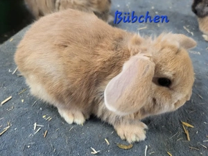 Süße Zwergwidder Zwergkaninchen  Mädchen und Bübchen 