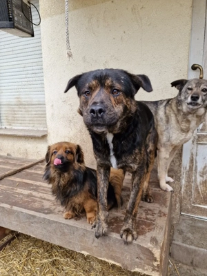 Unser süßer Petro sucht sein Für-immer-Zuhause   