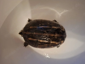 Dreistreifen-Klappschildkrote (kinosternon baurii) mit Unterschrank zu verkaufen