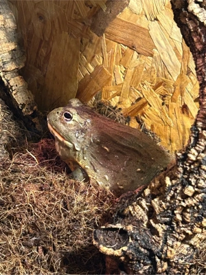 sehr lieber und zutraulicher Ochsenfrosch mit Terrarium