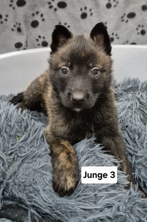 Malinois X Herder Welpen 