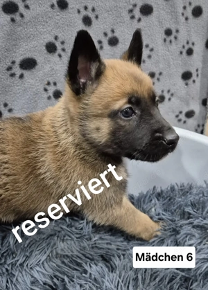 Malinois X Herder Welpen 